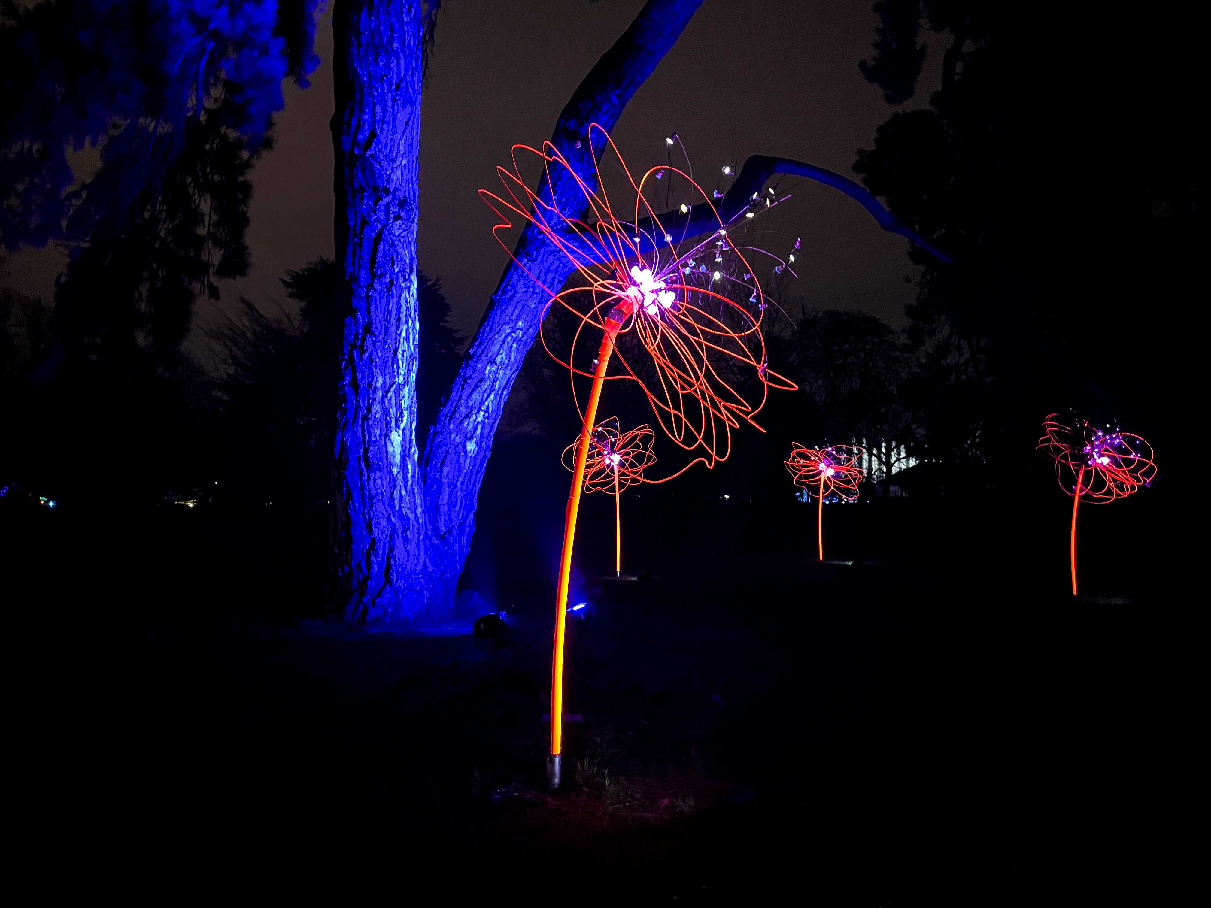 Light flower sculpture, Christmas at Kew