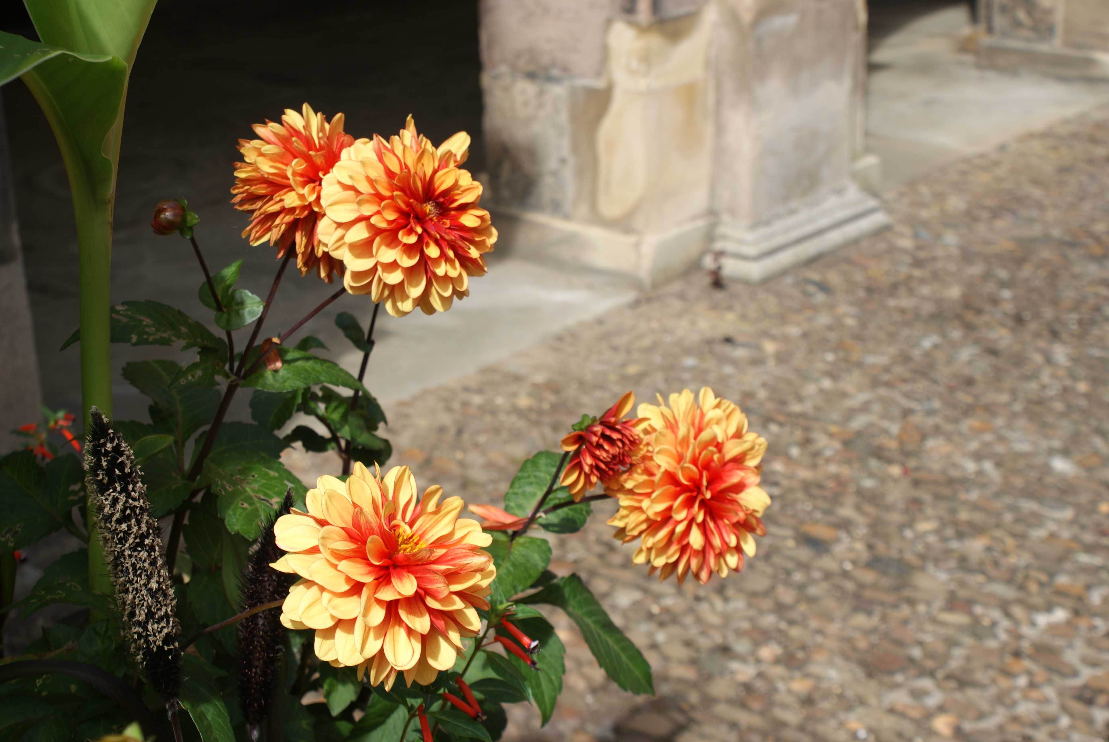 Flowers at St John's College, Cambridge