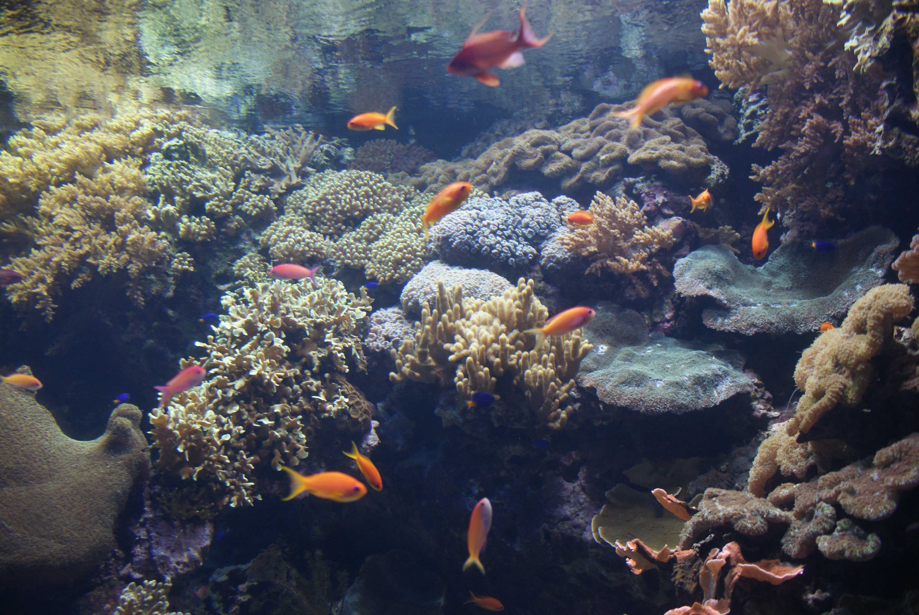 Goldfish in aquarium, Lisbon