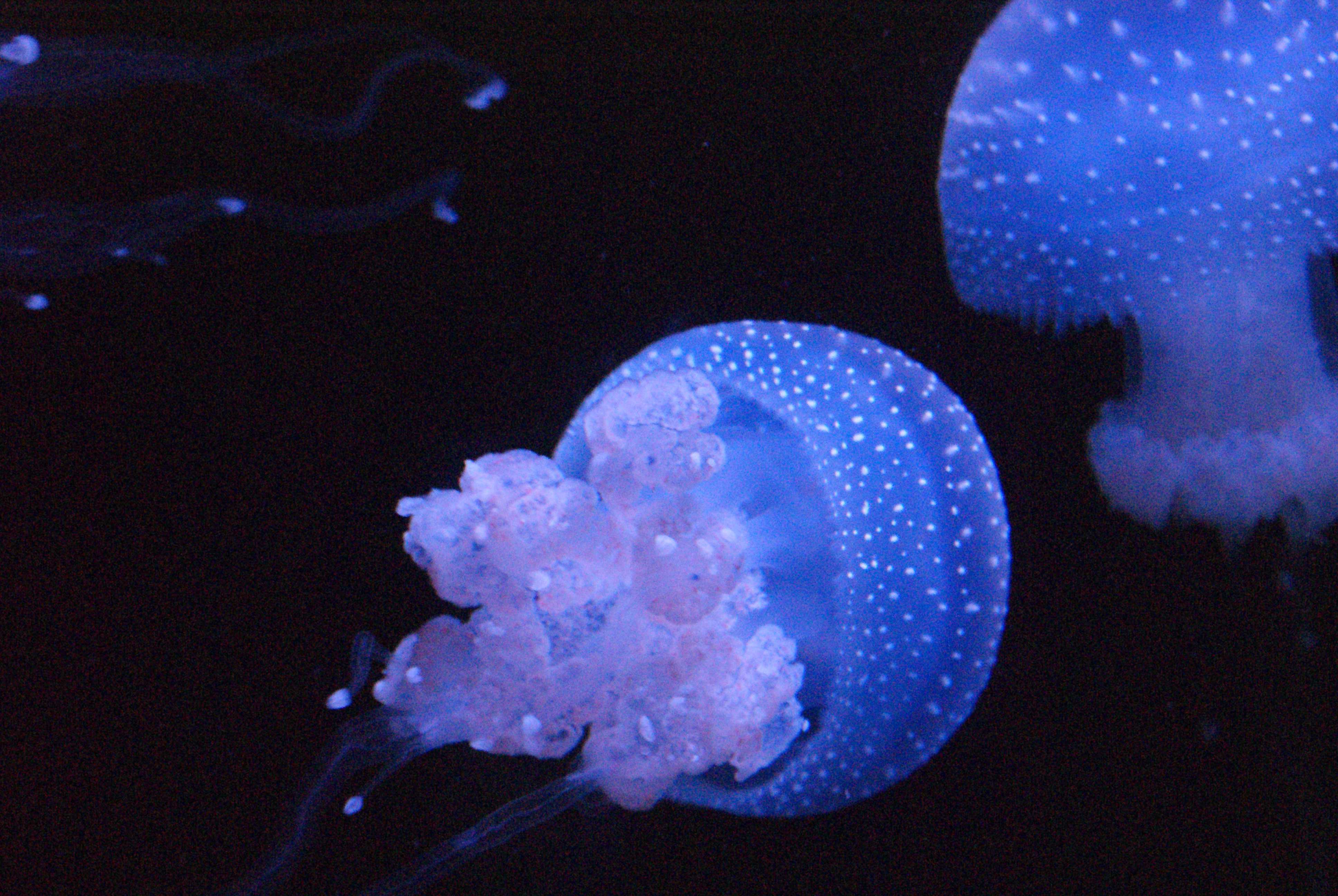 Purple jellyfish