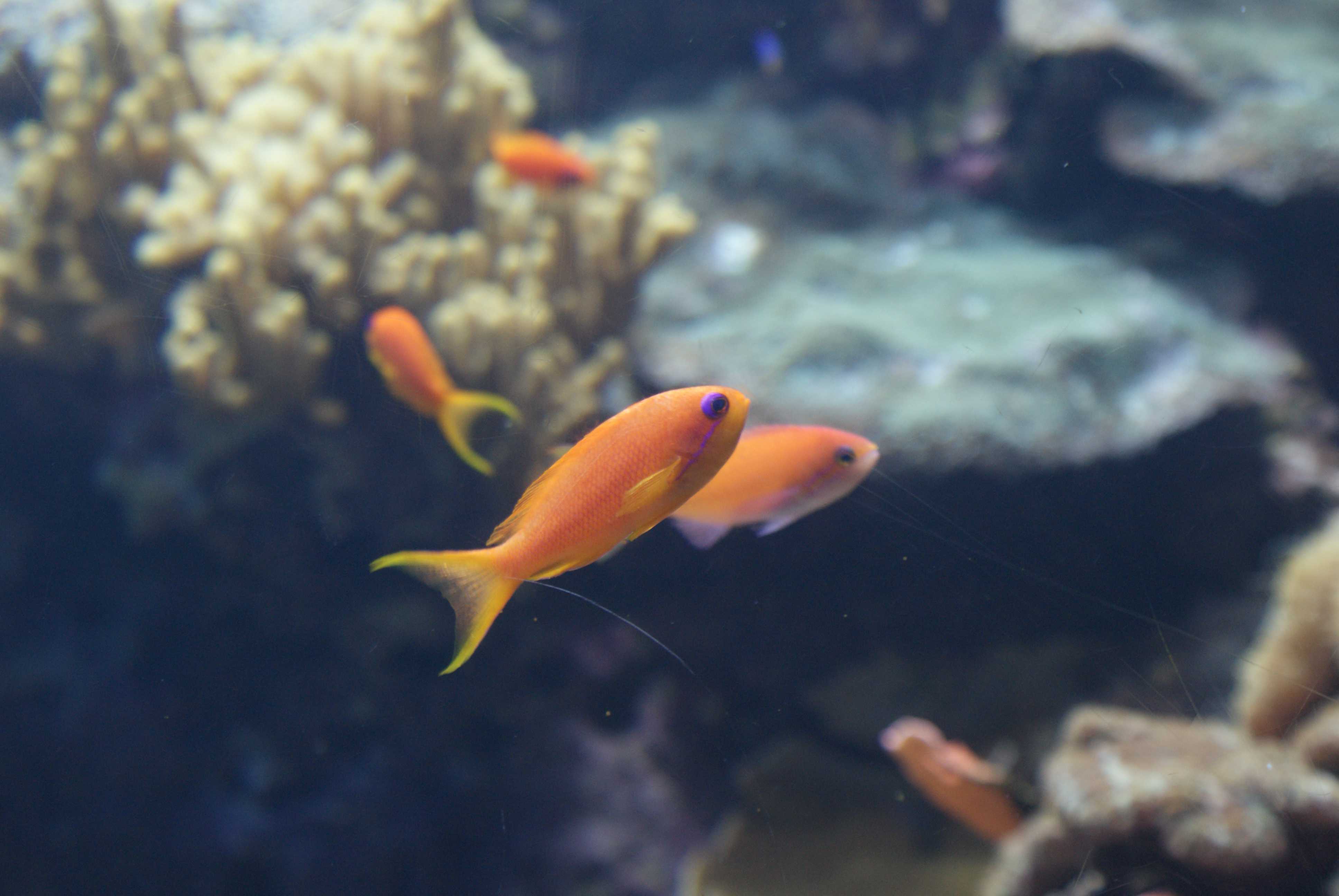 Two goldfish swimming