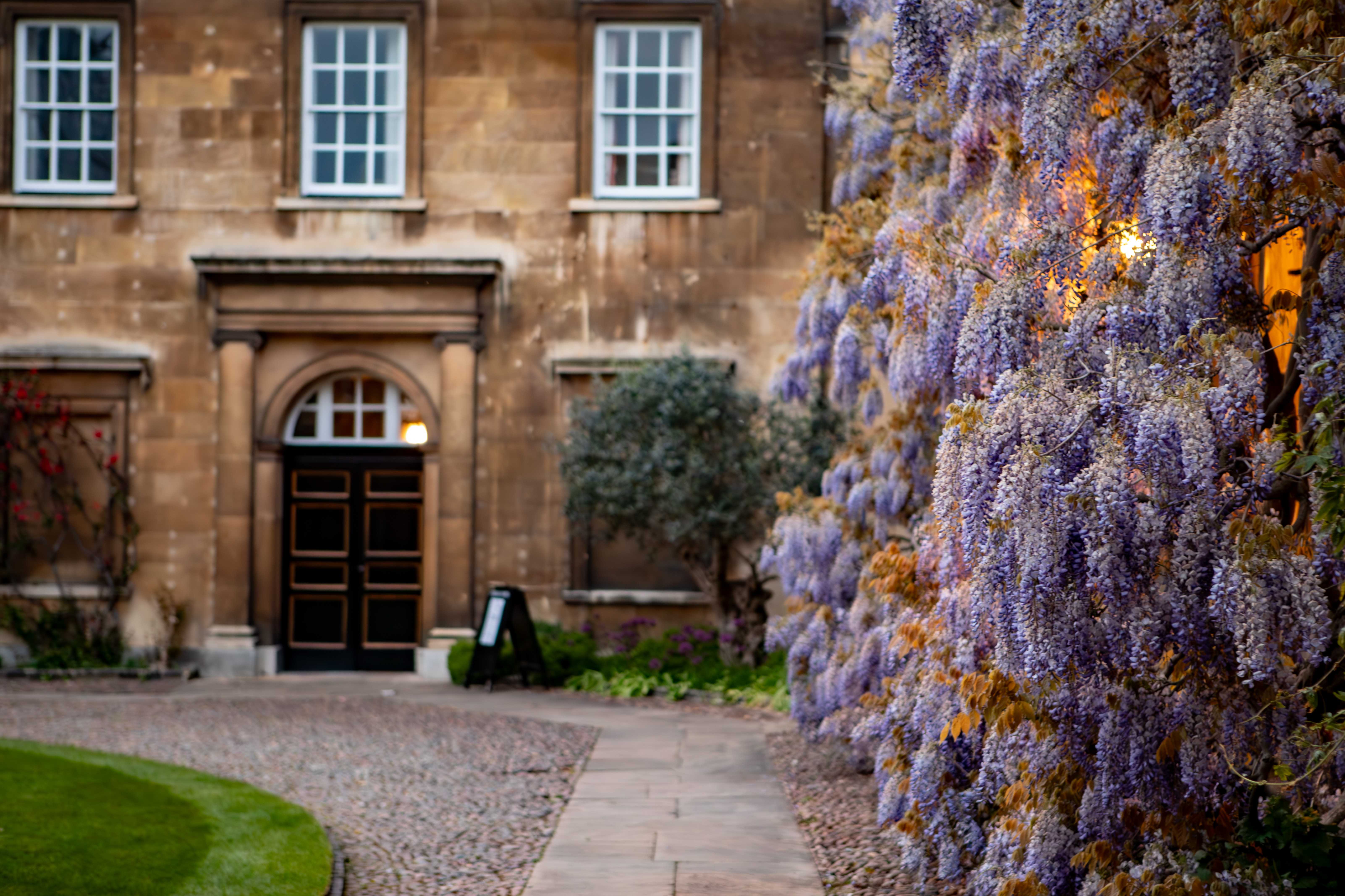 Christ's First Court Wisteria